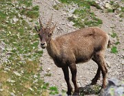 46 In compagnia degli stambecchi